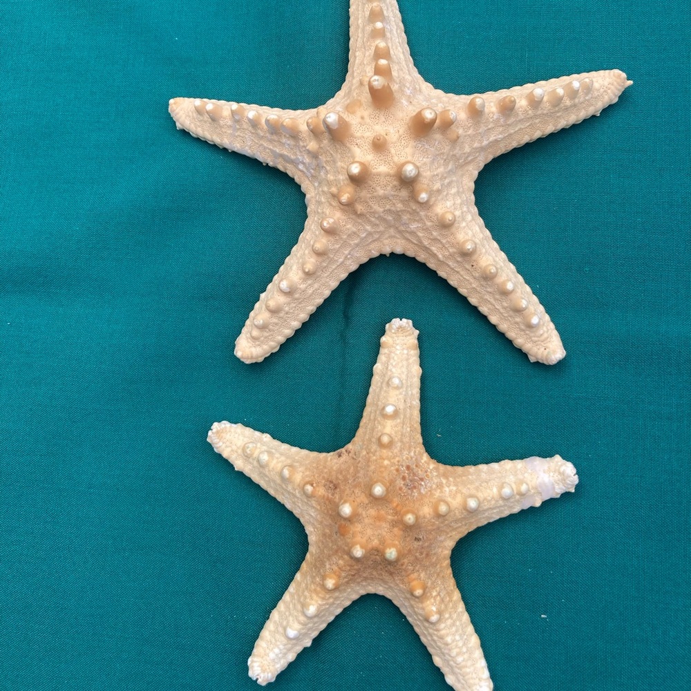 Starfish Sea Shells - Picture 9 of 11